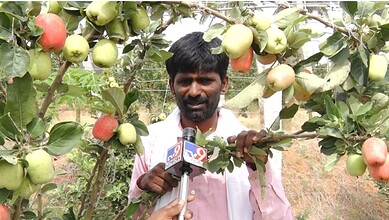 Kashmir apple orchard near Bengaluru with tech-savvy farmer defying climate odds.