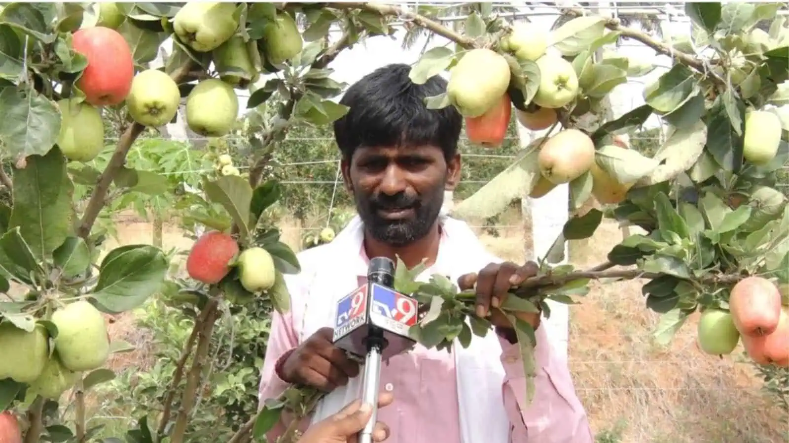 Kashmir apple orchard near Bengaluru with tech-savvy farmer defying climate odds.