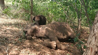 An elephant and a baby elephant resting in a lush green forest.