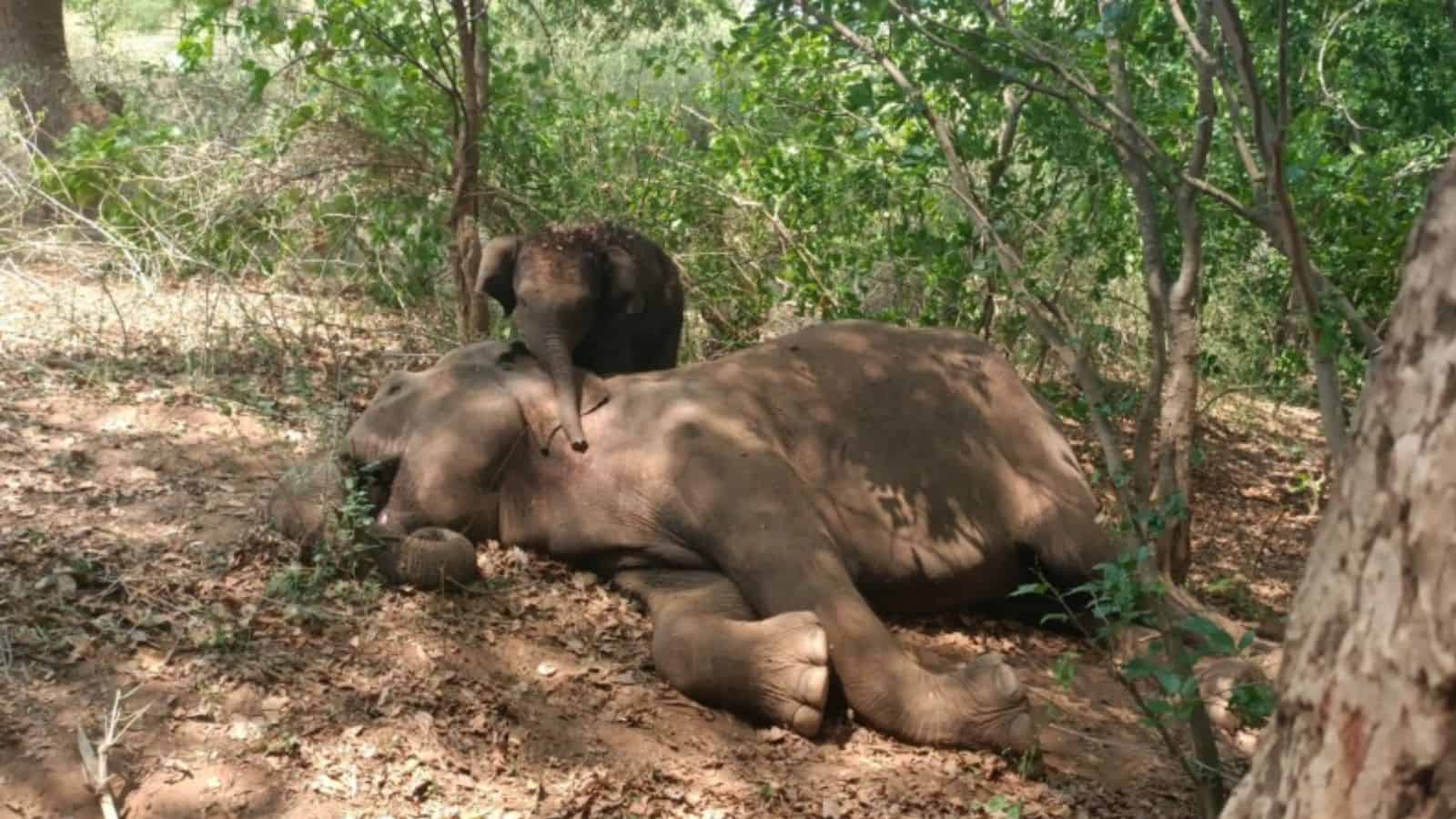 An elephant and a baby elephant resting in a lush green forest.