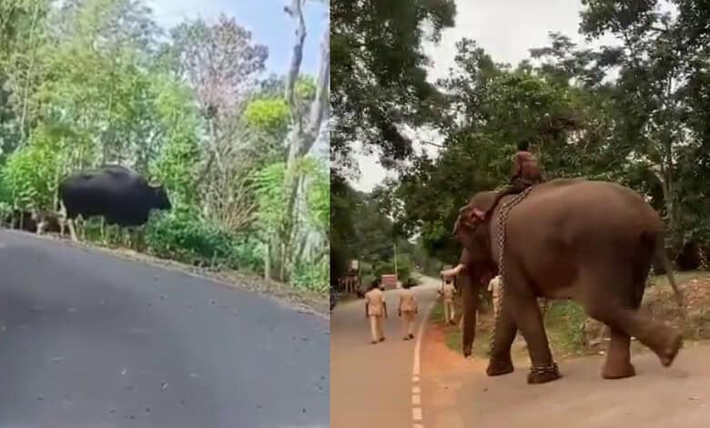 A wild gaur in Karntaka (left)