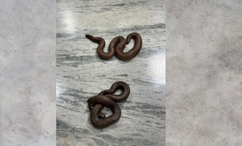 Close-up of two brown snakes intertwined on a grey marble surface.