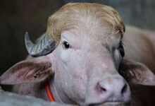 A livestock cow with horns, close-up portrait.