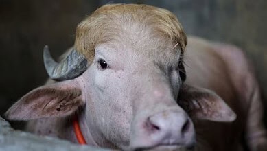 A livestock cow with horns, close-up portrait.