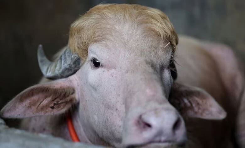 A livestock cow with horns, close-up portrait.
