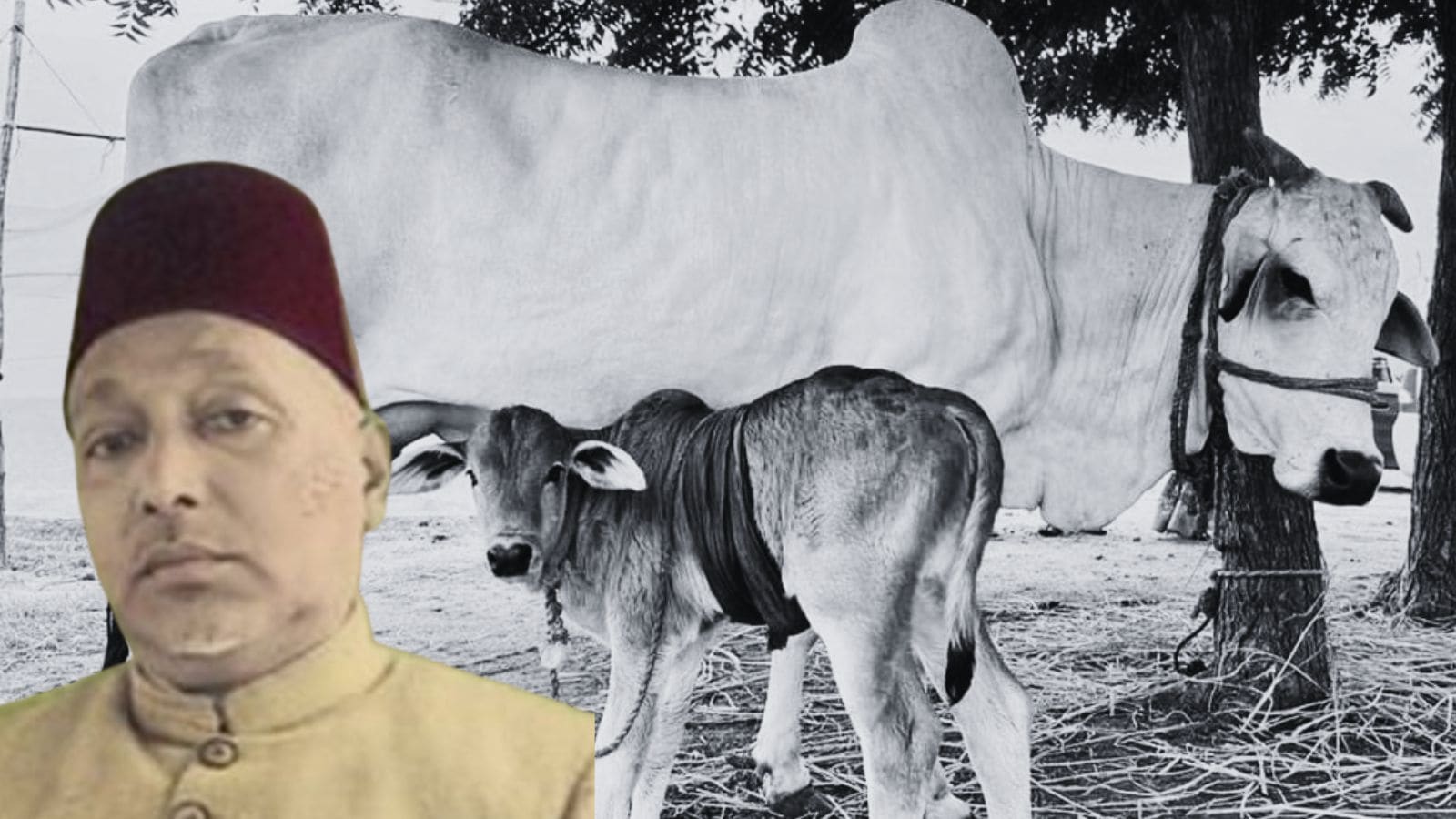 A man wearing a traditional red cap and beige kurta standing outdoors with a white cow and calf in the ba.