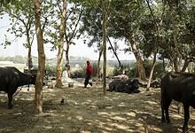 A woman tending to cattle in a shaded rural area with trees and open land.