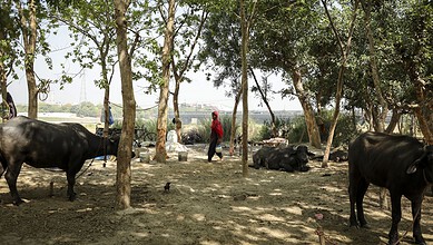 A woman tending to cattle in a shaded rural area with trees and open land.