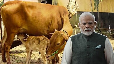 A cow and calf in a rural farm setting with Indian Prime Minister Narendra Modi observing nearby.