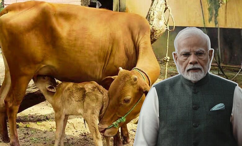 A cow and calf in a rural farm setting with Indian Prime Minister Narendra Modi observing nearby.