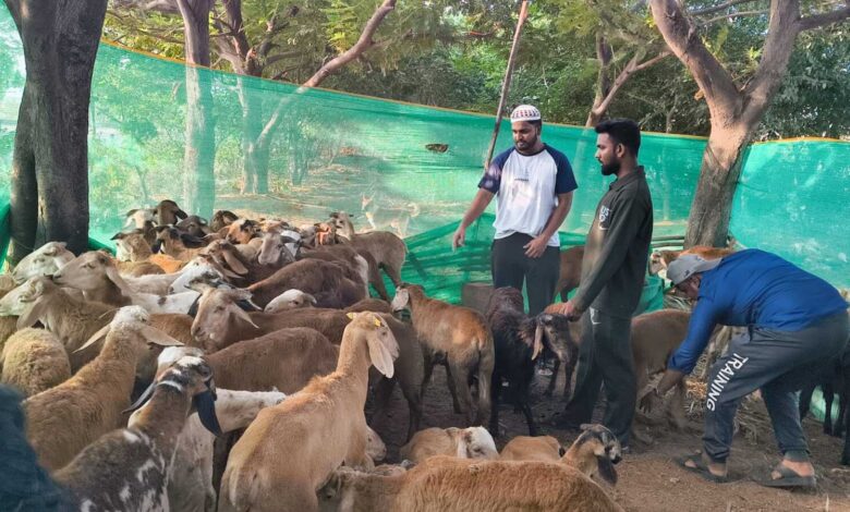 Sheep prices double as demand peaks ahead of Bakrid in Hyderabad