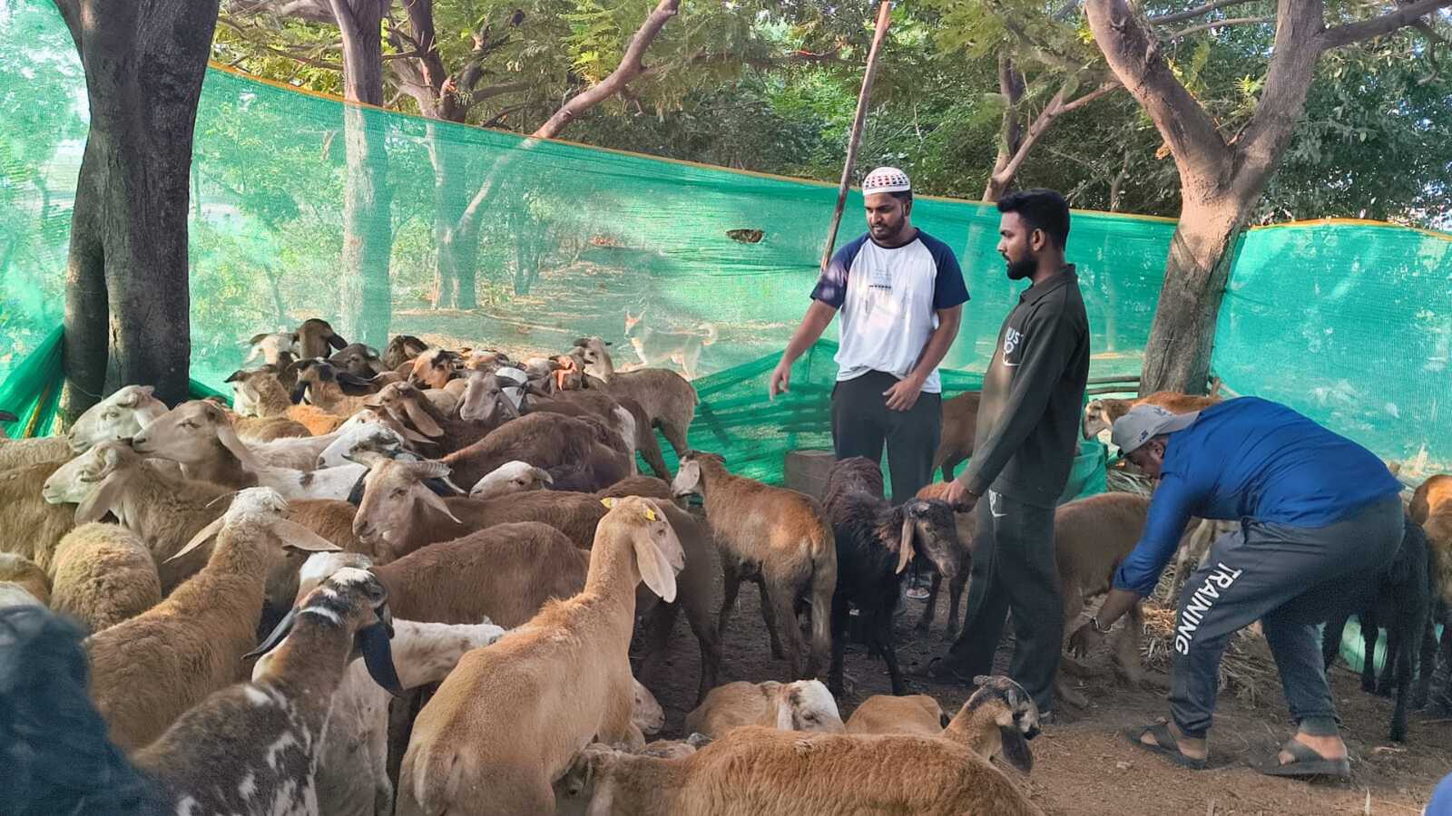 Sheep prices double as demand peaks ahead of Bakrid in Hyderabad