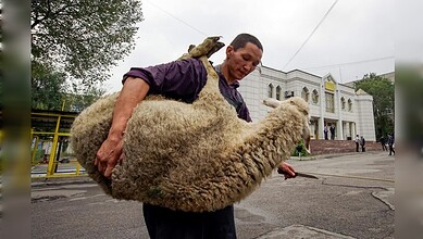 Shepherd holding a large, fluffy sheep in an outdoor area with a white building in the background.