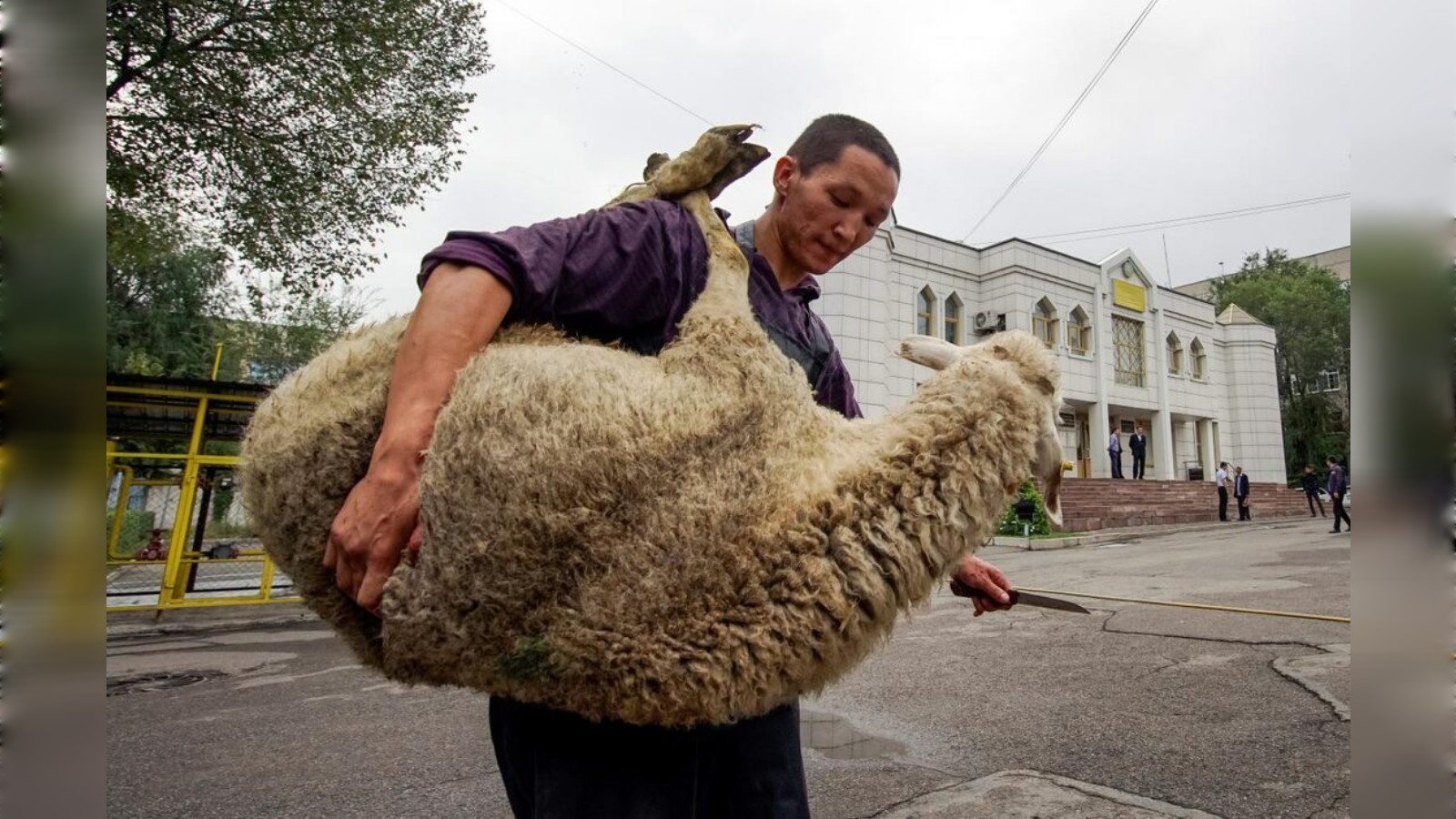 Shepherd holding a large, fluffy sheep in an outdoor area with a white building in the background.