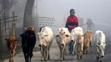 cattle