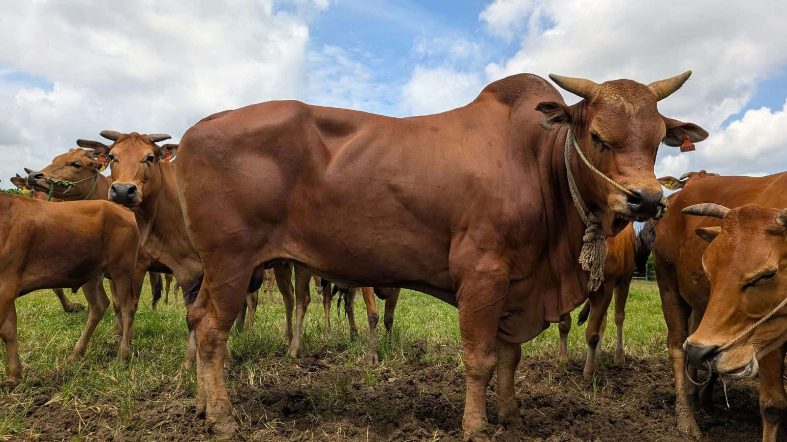 Cattle herd grazing in a lush green field with a blue sky and clouds, showcasing rural livestock farming.