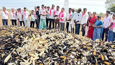 Fire engulfs 15 acres of corn field in Khammam, 30 sheep dead