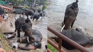 Elephants enjoying a bath in the river with people nearby, showcasing wildlife and nature interaction.