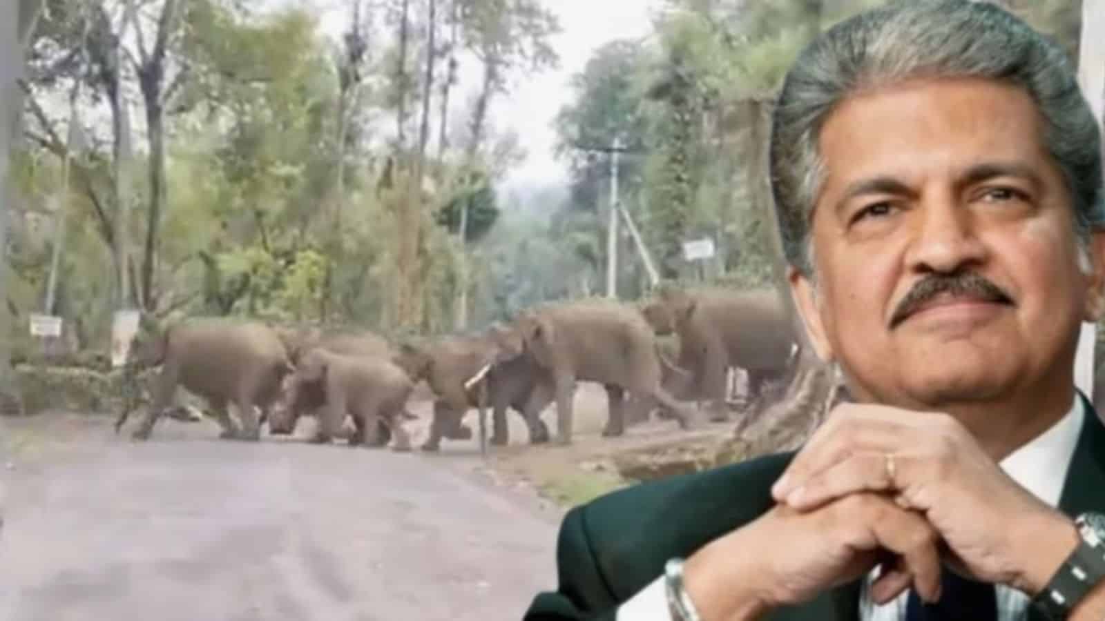 Elephants walking in a forest with a man in the foreground, showcasing wildlife and nature conservation.