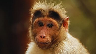 A close-up of a monkey with expressive eyes and light brown fur, set against a blurred natural background.