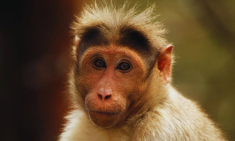 A close-up of a monkey with expressive eyes and light brown fur, set against a blurred natural background.