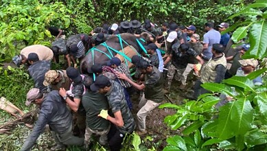 A woman being rescued from floodwaters by a group of people in a lush green area.