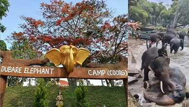 Injured elephant dies after clash at Dubare camp that killed Chennai tourist