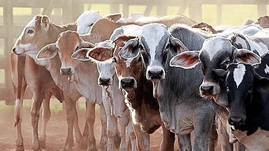 Muslims in Hangal, Hassan decide against cow slaughter during Bakrid