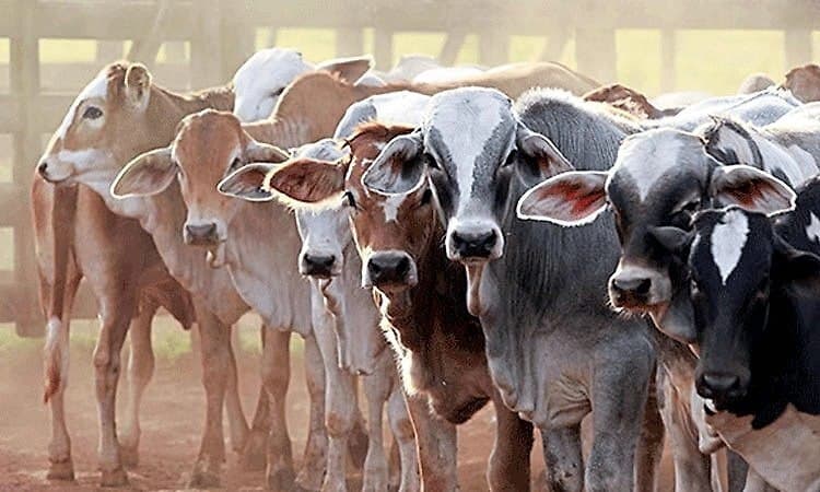 Muslims in Hangal, Hassan decide against cow slaughter during Bakrid