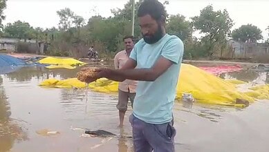 Man inspecting flooded paddy fields after heavy rains in Jayashankar Bhupalpally district.