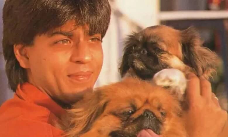 Shah Rukh Khan with his pet dogs