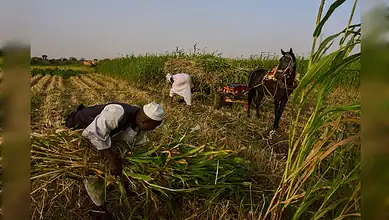 Farmers harvest green crops in a field on the outskirts of Omdurman, Sudan.