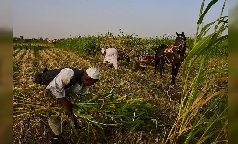 Farmers harvest green crops in a field on the outskirts of Omdurman, Sudan.