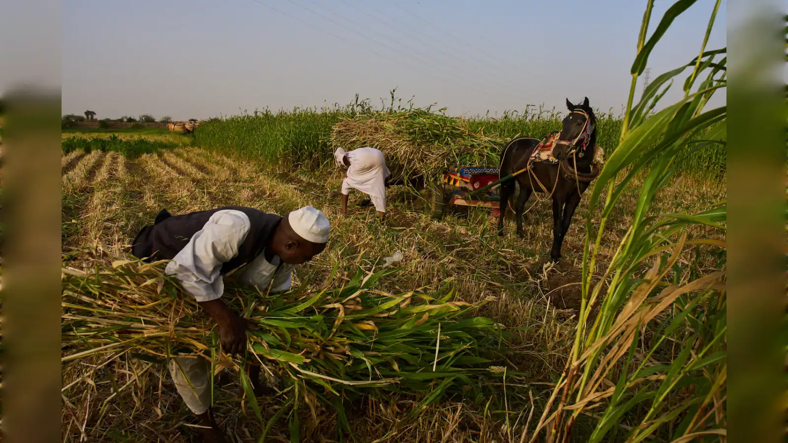 Farmers harvest green crops in a field on the outskirts of Omdurman, Sudan.