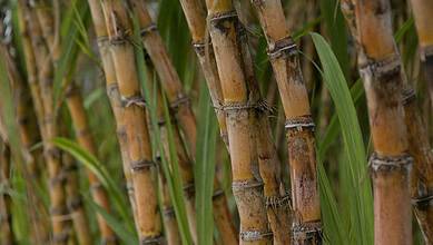 Close-up of sugarcane stalks, highlighting the plant used in ethanol manufacturing.