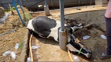Dead cow lying on the ground near a metal pole and scattered plastic bottles in Telangana.