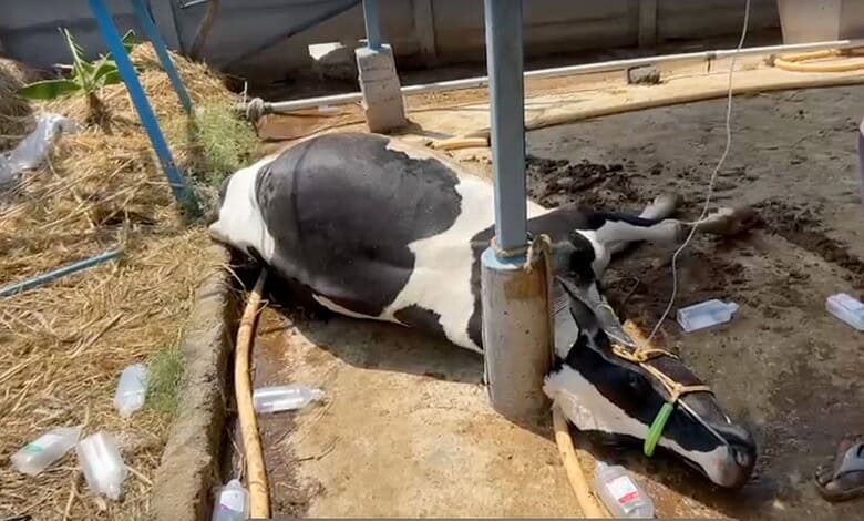 Dead cow lying on the ground near a metal pole and scattered plastic bottles in Telangana.