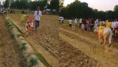 Cow worship in UP village