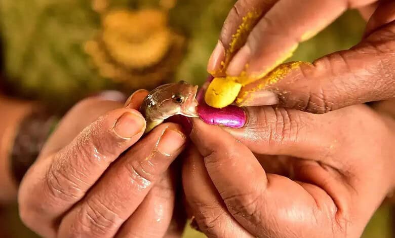 A bird being fed with a yellow and pink food item by human hands.