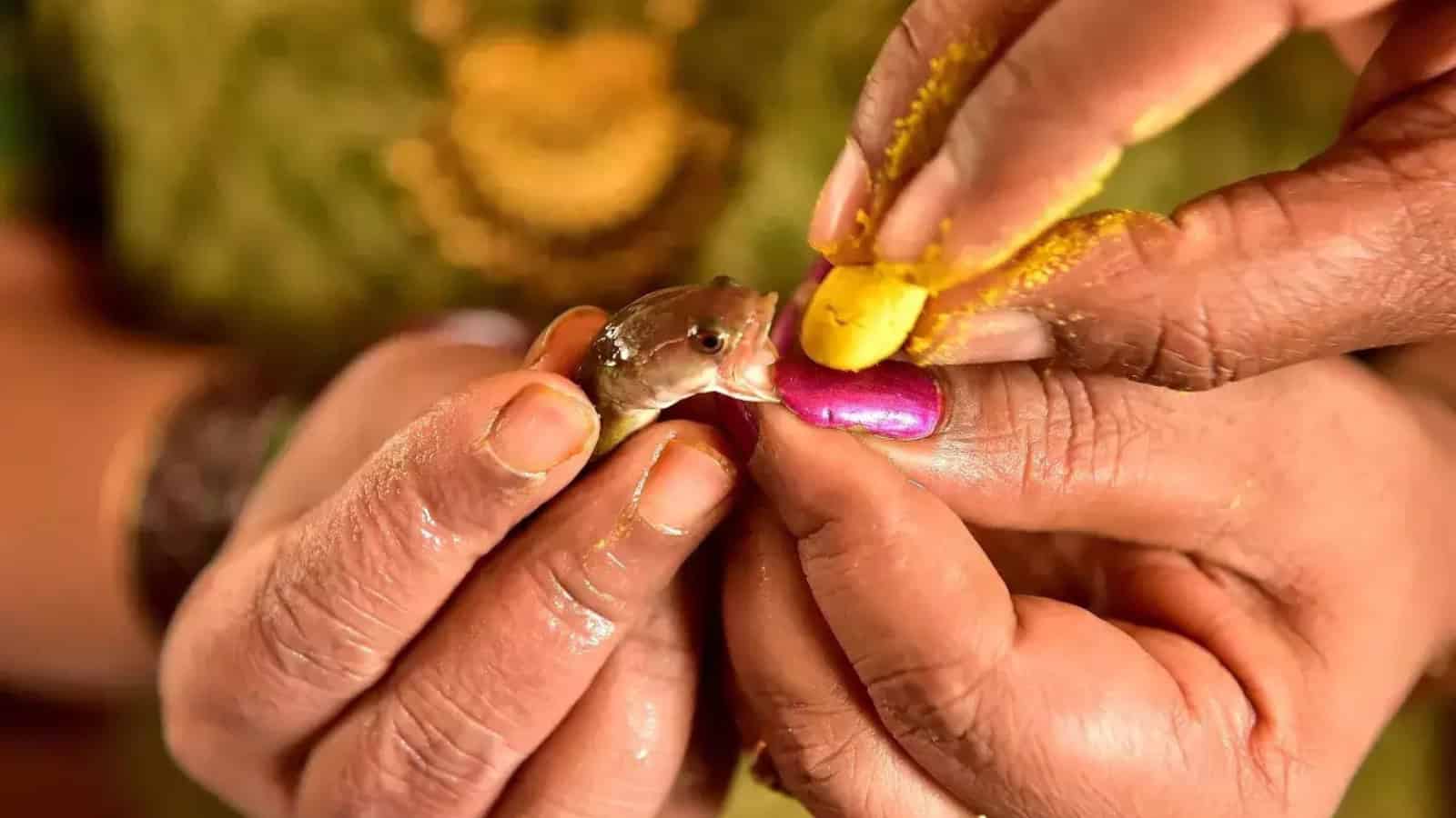 A bird being fed with a yellow and pink food item by human hands.