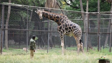 Giraffe standing near a person at Hyderabad Zoo during World Giraffe Day celebration.