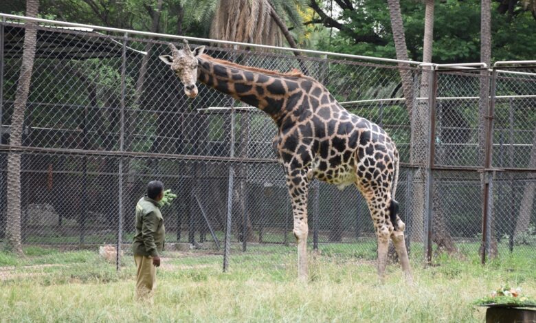 Giraffe standing near a person at Hyderabad Zoo during World Giraffe Day celebration.