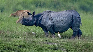 A hippo standing in a grassy field with a lion in the background.