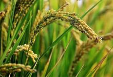 Close-up of rice grains on the plant in a lush green paddy field.