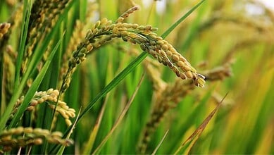 Close-up of rice grains on the plant in a lush green paddy field.