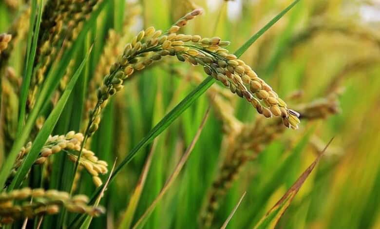 Close-up of rice grains on the plant in a lush green paddy field.