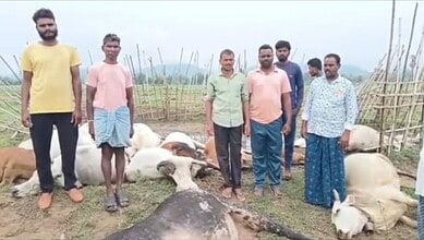 The image shows cows dead after lightning struck a cattle shed in Ankampally village of Tadwai mandal in Mulugu district on Friday midnight, June 26.