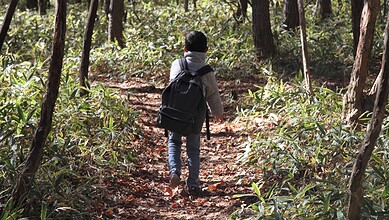 Children trekking through a dense forest in Karnataka during daytime.