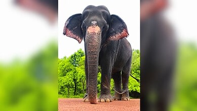 Close-up of a black elephant with pink-tinted ears standing outdoors.