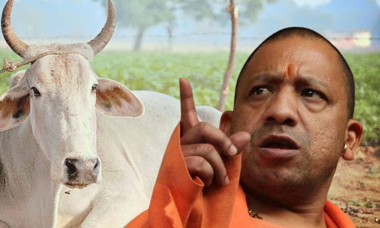 Man in orange robes pointing upward next to a white cow in a rural setting, India.